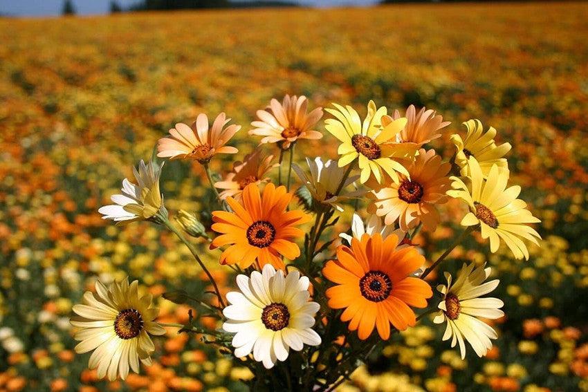 Daisy Dimorphotheca aurantiaca Flower Seeds for Planting in home garden beds or decorative borders