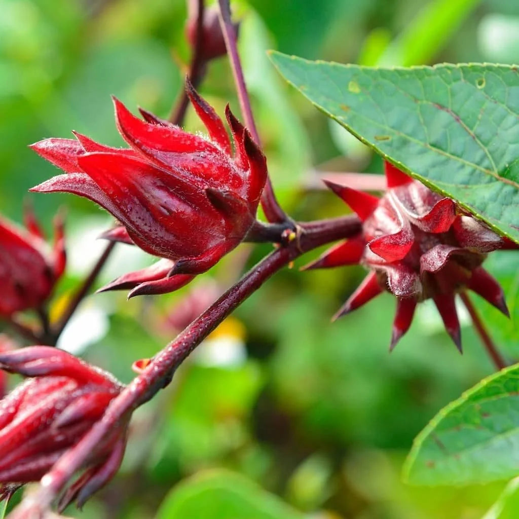 Roselle Hibiscus Fruit Seeds for Growing Tart and Healthy Fruit for Beverages