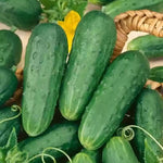 Grape Profi F Cucumber Cucumis sativus for planting in urban garden