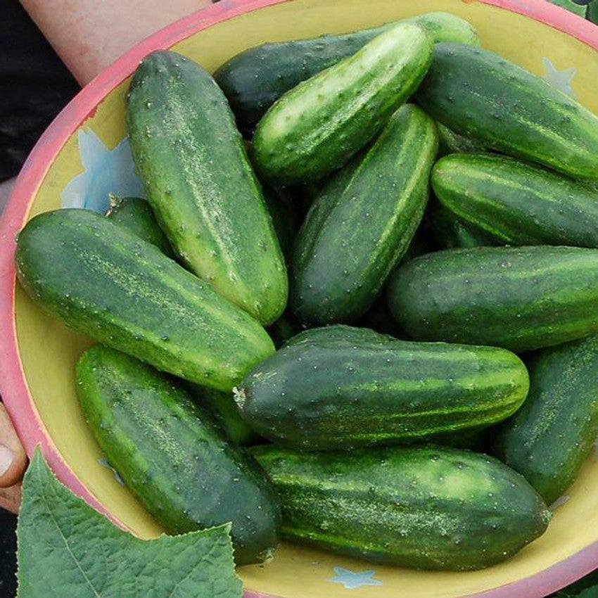 Cucumber Kleines Blatt H-19 Cucumis sativus vegetable seeds for planting in vertical garden or container gardening
