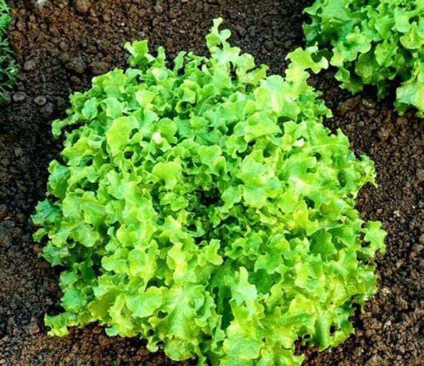 Lettuce Lactuca Sativa Italian Salad Green Seeds for Planting – Crisp Greens for Kitchen Garden and Salad Use