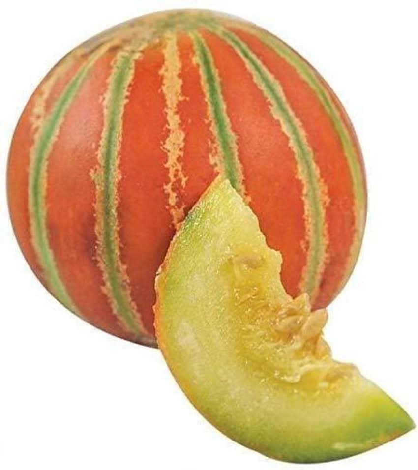 Orange Musk Melon Cucumis melo seeds for planting in home garden