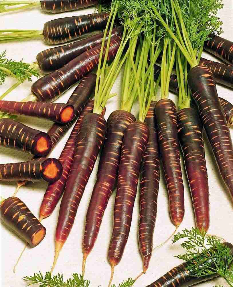 Carrot Daucus Carota Purple Haze Vegetable Seeds for Planting – Colorful Root Variety for Kitchen Garden and Fresh Harvest