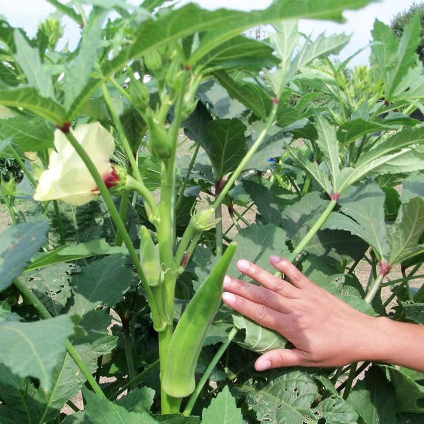 Smaragd Okra High-Yield Vegetable Seeds