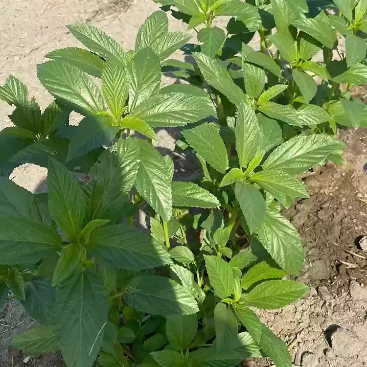 Egyptian Spinach Seeds