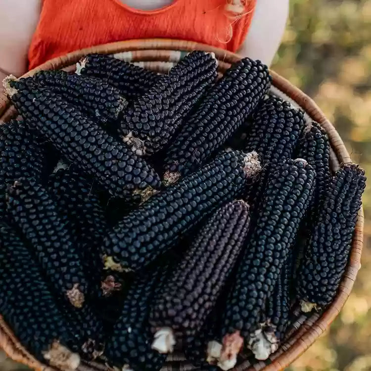 CORN SEEDS, DAKOTA BLACK POPCORN