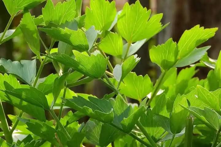 Lovage Herb Seeds for Planting – Heirloom, Non-GMO Seeds for Medicinal