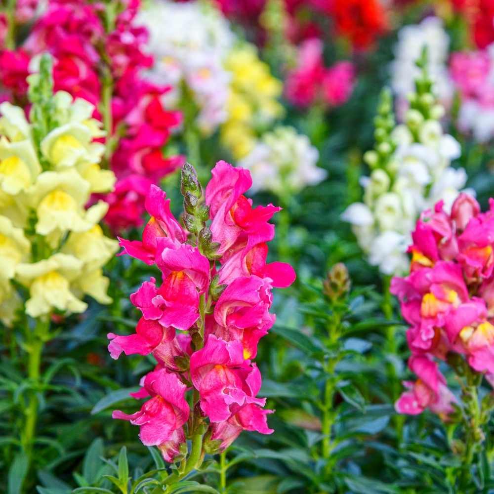 Antirrhinum Madame Butterfly Antirrhinum majus flower seeds for backyard garden and planting