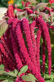 Amaranthus Caudatus Love Lies Bleeding Amaranthus caudatus flower seeds for ornamental backyard planting
