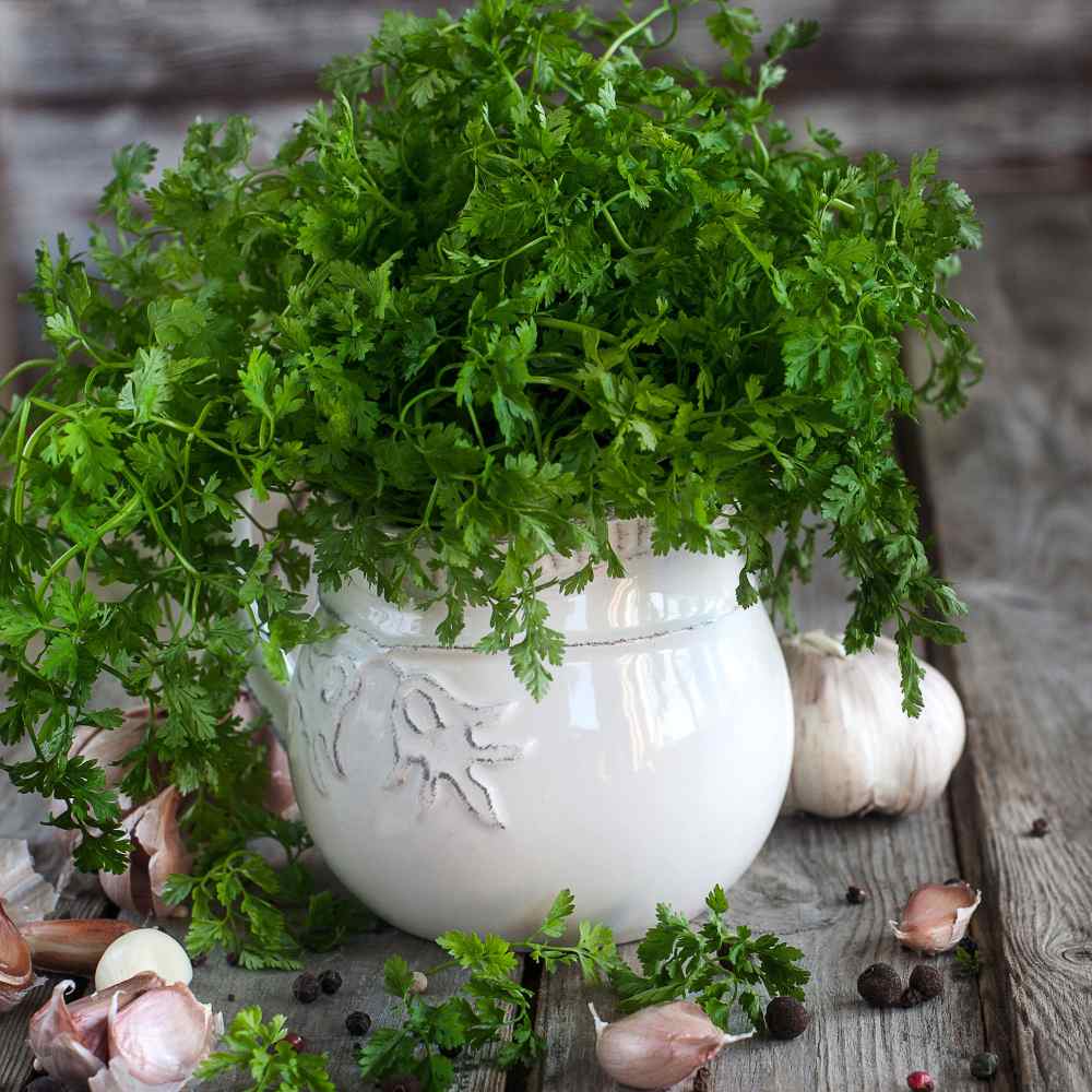 Chervil Seeds for Vegetable Planting