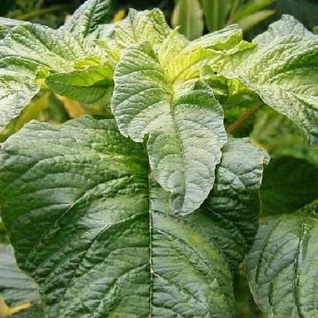 Amaranth Seeds - Green Callaloo