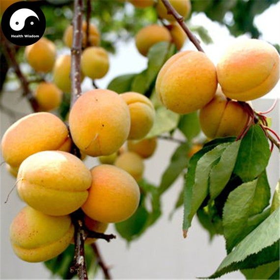 Xing Zi (Citrullus lanatus / Common Name: Xing Zi, Watermelon)