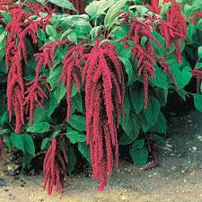Amaranthus Caudatus Love Lies Bleeding Amaranthus caudatus flower seeds for ornamental backyard planting