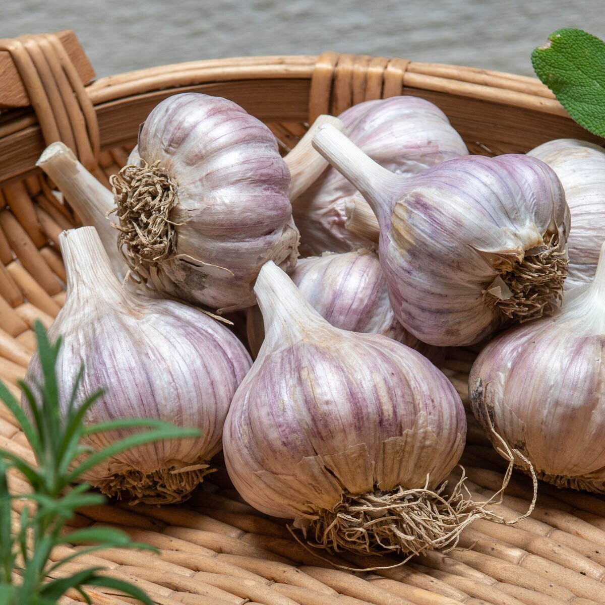 Purple Garlic Seeds for Planting - Heirloom & Non-GMO Seeds
