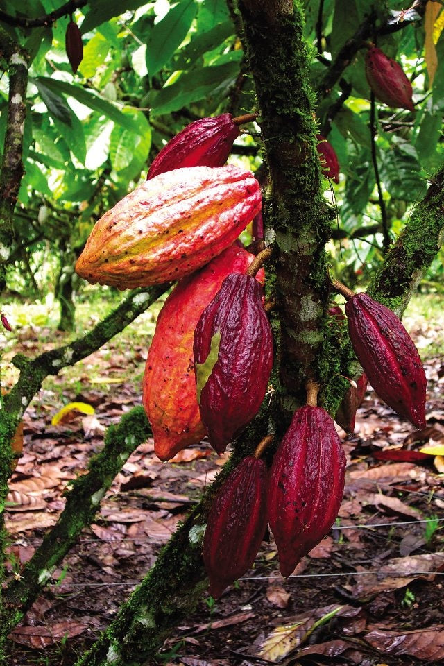 Chocolate Fruit (Theobroma bicolor)