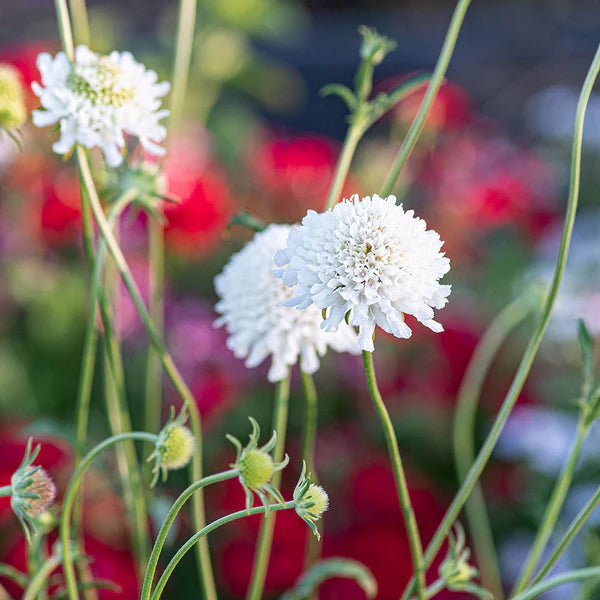 Sweet Scabious Snowmaiden