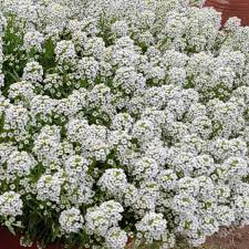 Alyssum Korb Gold Aurinia saxatilis flower seeds for home garden borders and planting