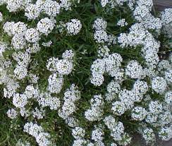 Alyssum Korb Gold Aurinia saxatilis flower seeds for home garden borders and planting
