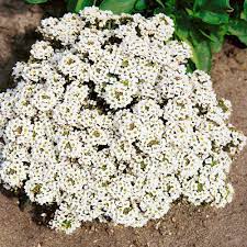 Alyssum Lobularia maritima Flower Seeds for Planting in Hanging Pots
