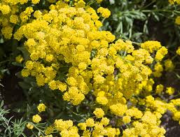 Alyssum Basket of Gold Aurinia saxatilis flower seeds for ground cover and home garden planting