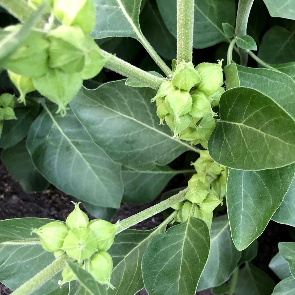 Ashwagandha Plant Seeds for Herbal Wellness and Strength