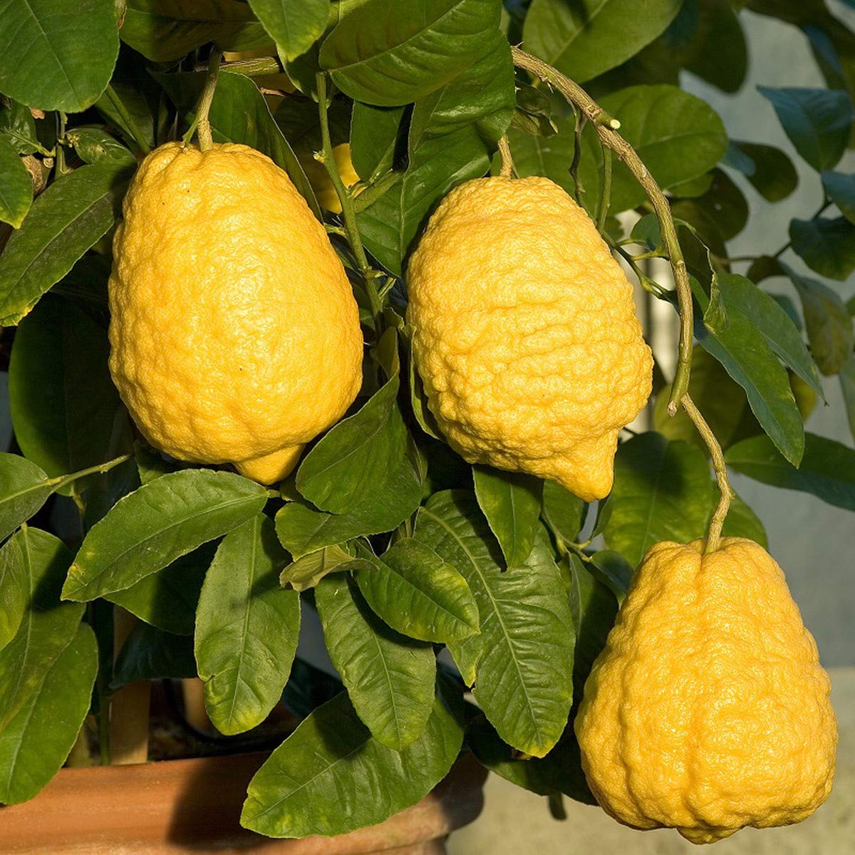 Esrog Fruit Seeds for a Unique and Aromatic Citron Tree