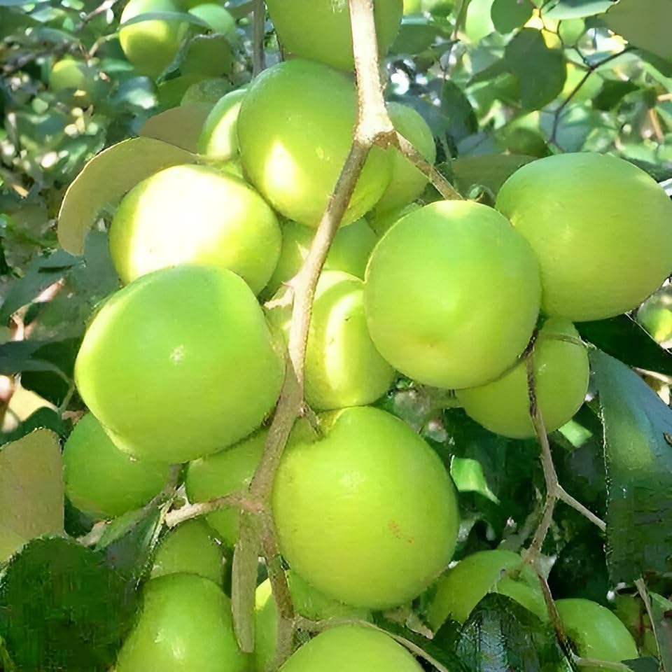 Giant Sweet Jujube Fruit Seeds for Planting Maroon Red - A Unique Fruit for Your Garden, Heirloom Seeds