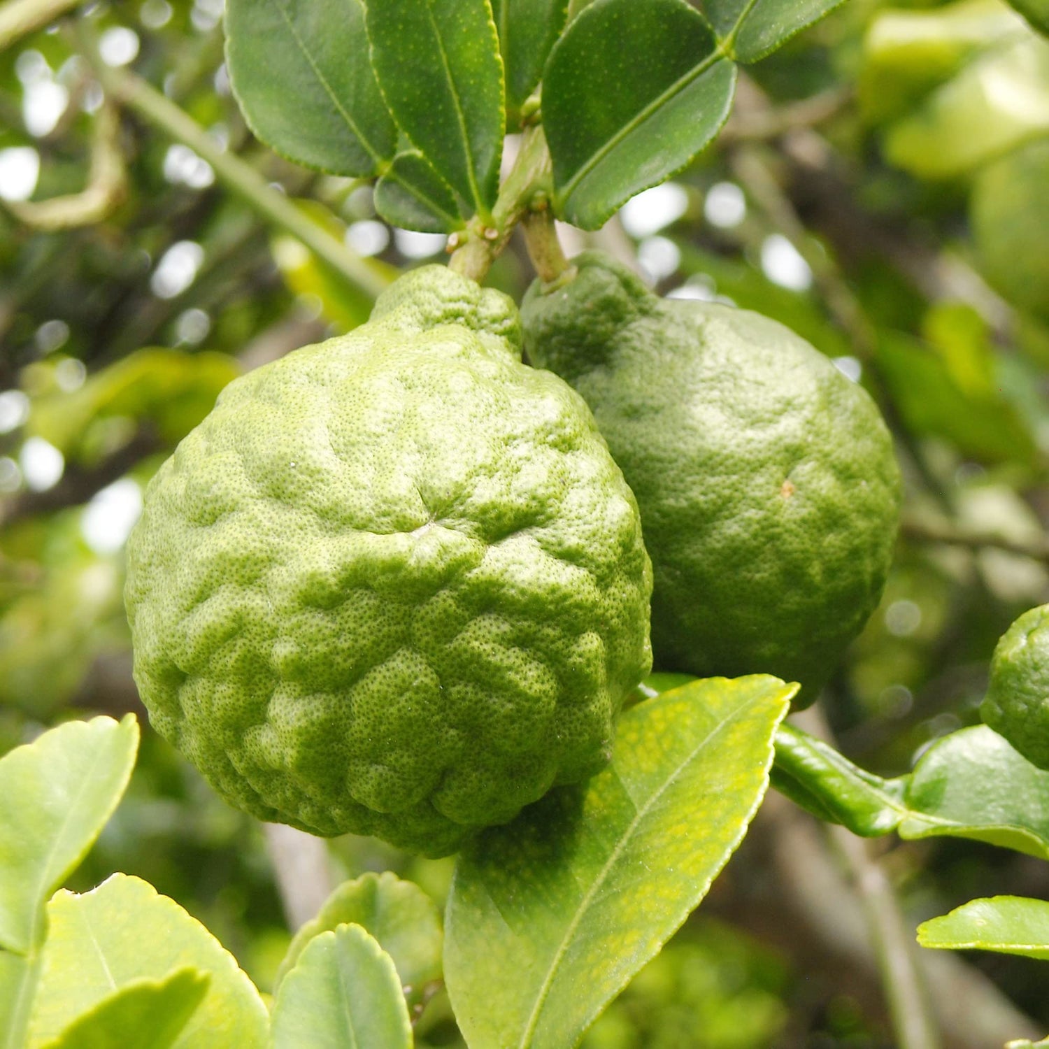 Bergamot Fruit Seeds - Grow Aromatic and Flavorful Bergamot in Your Yard