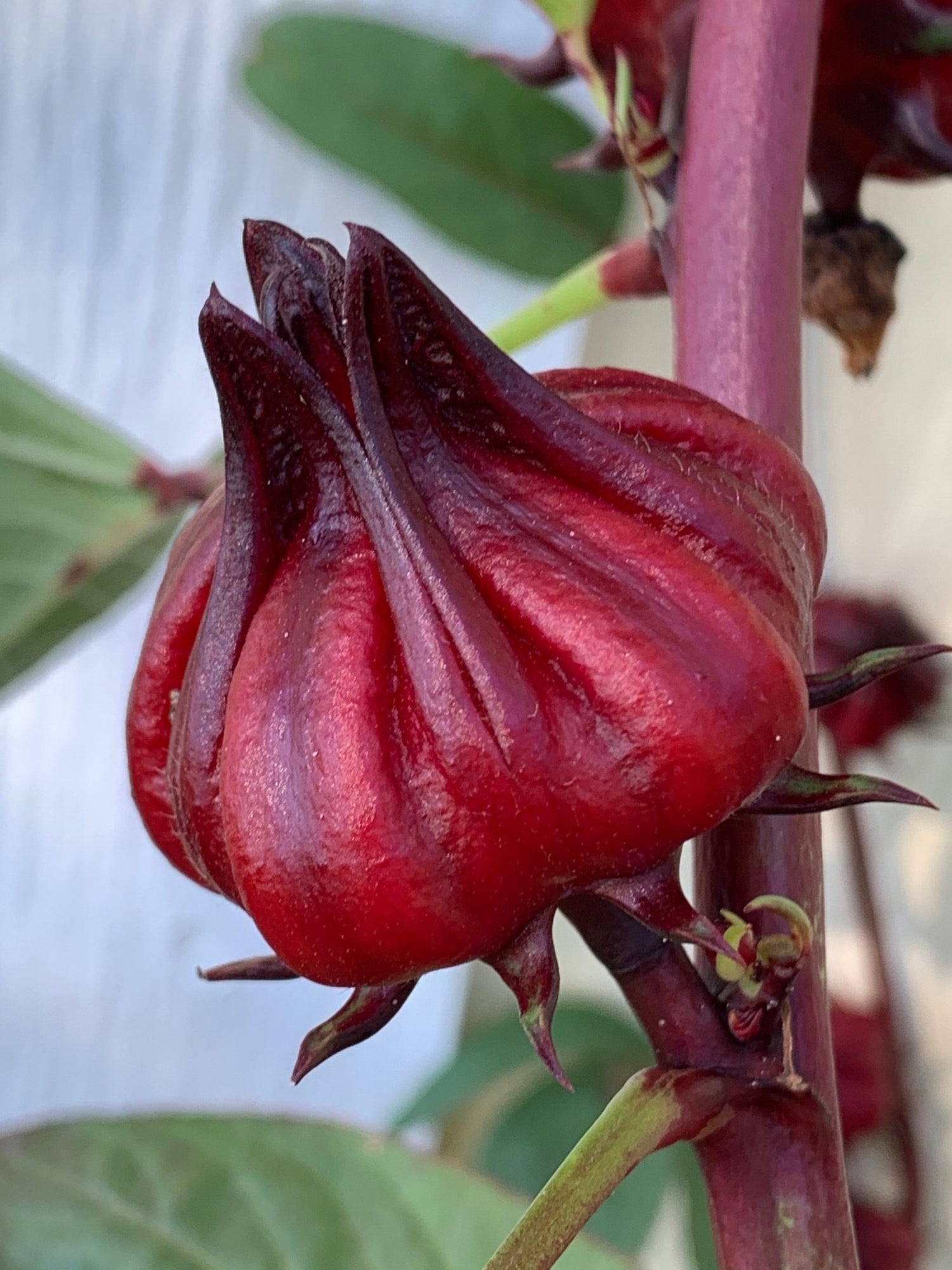 Roselle Hibiscus Fruit Seeds for Growing Tart and Healthy Fruit for Beverages