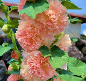 robust stalks supporting multiple salmon-colored flowers

