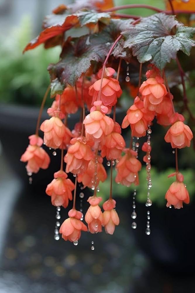 Apricot Begonia Begonia tuberhybrida Illumination variety flower seeds for balcony garden