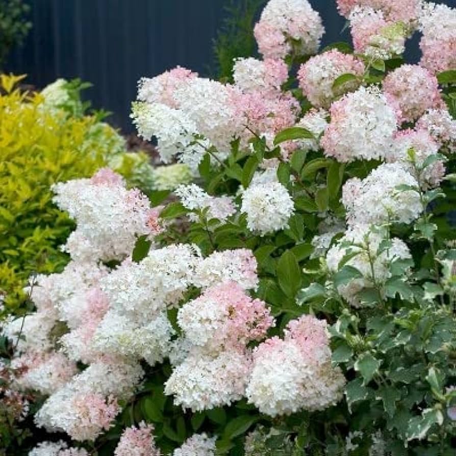 Hydrangea Hydrangea Paniculata Vanilla Strawberry Flower Seeds for Planting – Suitable for Bonsai or Tree Garden Form