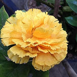 Yellow Dianthus Flower Seeds for Planting, 100 seeds for planting in home garden