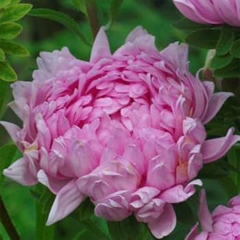 Aster Seeds (Peony Duchess) - Coral Rose