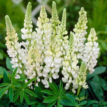 White Lupine Flower - Heirloom, Non - Gmo Seeds