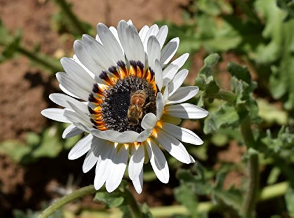 Venidium White Basket Mix Seeds – Garden Display – Dharaseeds