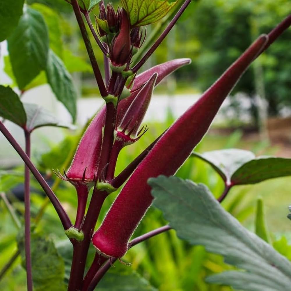 Okra Vegetable Seeds for Planting – Blue Variety NON GMO Seeds