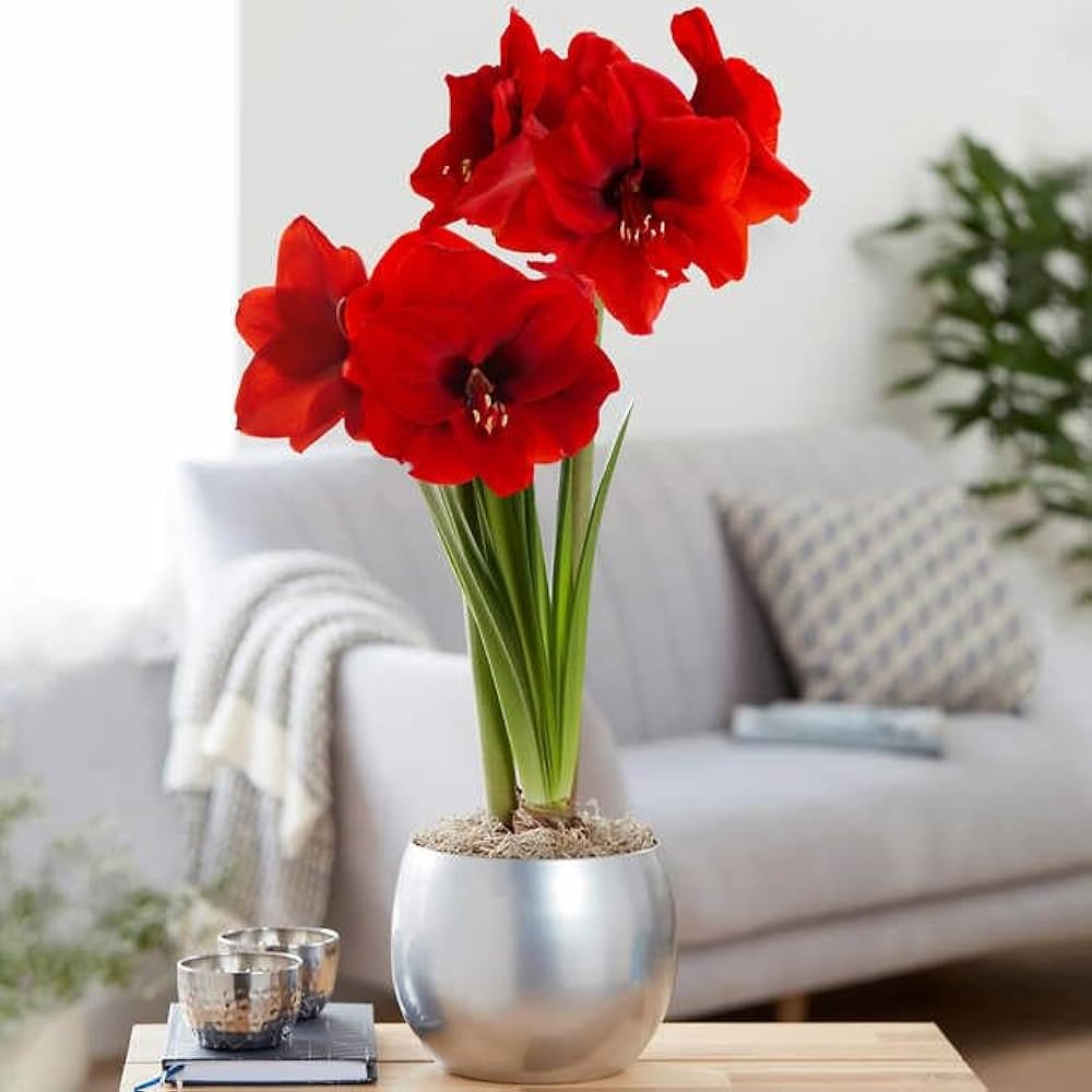 Amaryllis Hippeastrum spp. Flower Seeds for Planting - Perfect for Home Garden & Flower Bed