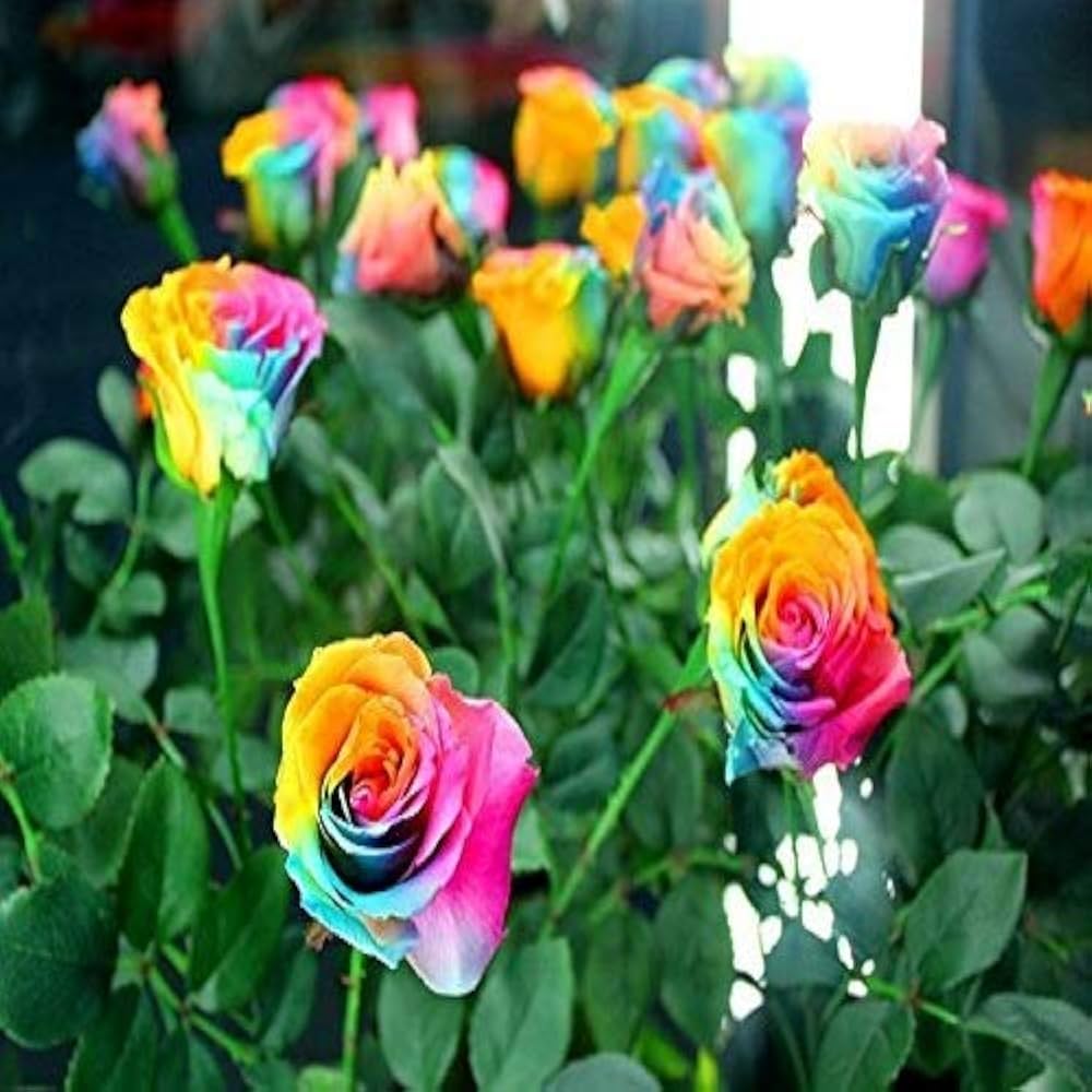 Multi-Color Rose Seeds Rosa for Planting in Flower Bed & Garden