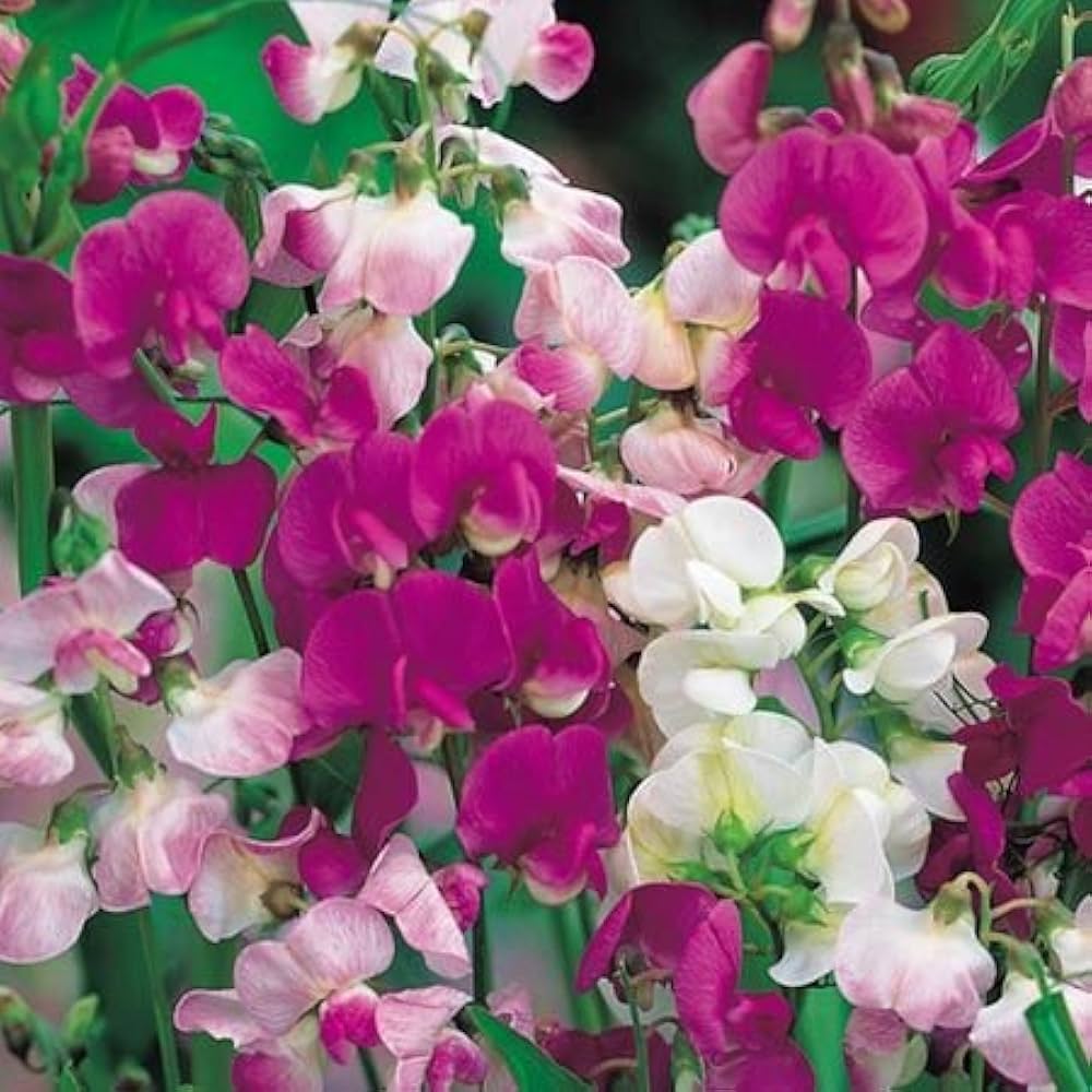 Royal Sweet Pea Mix Seeds – Flower Seeds for Garden and Container Planting