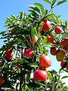 Apple Tree Heirloom Non Gmo Image