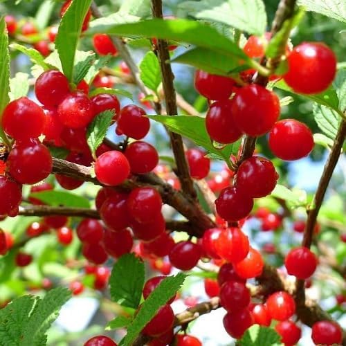 Red Prunus Tomentosa Fruit - Heirloom, Non - Gmo Seeds