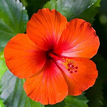 Heirloom Orange Hibiscus Flower Seeds – Non-GMO Tropical Garden Blooms for Planting for planting in your garden.