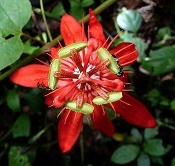Passiflora (Passiflora scientific name) for planting in garden