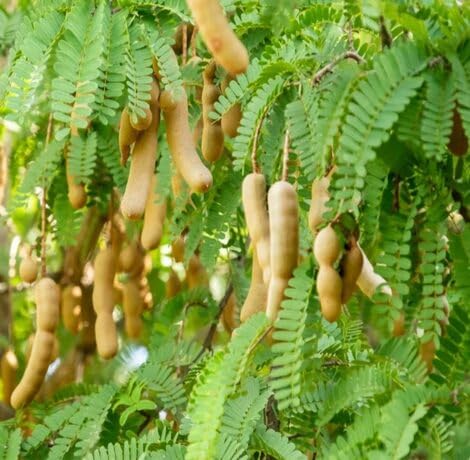 Green Tamarind Tree - Heirloom, Non - Gmo Seeds