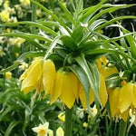 Yellow Imperial Crown Fritillaria Flower Seeds for Planting - Heirloom & Non-GMO Seeds for planting Dhara Seeds