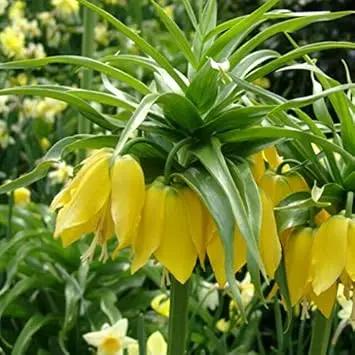 Yellow Imperial Crown Fritillaria Flower Seeds for Planting - Heirloom & Non-GMO Seeds for planting Dhara Seeds
