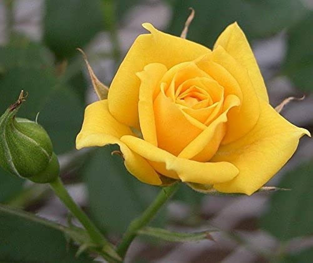 Yellow Rose Seeds for Planting Rare Home Garden Balcony Flowers