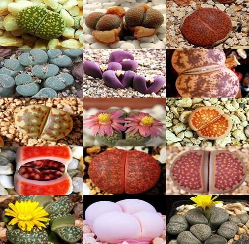 Green Lithops - Heirloom, Non - Gmo Seeds