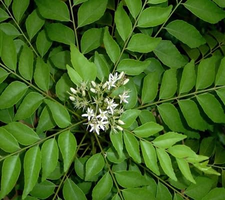Curryleaf - Heirloom, Non - Gmo Seeds